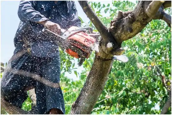tree services Ochelata